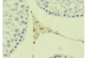 INSL6 Antikörper  (Internal Region)