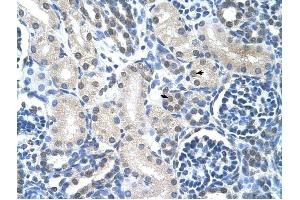 Loricrin antibody was used for immunohistochemistry at a concentration of 4-8 ug/ml to stain Epithelial cells of renal tubule (arrows) in Human Kidney. (LOR antibody  (N-Term))