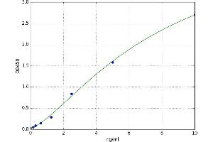 phosphoribosyl Pyrophosphate Synthetase-Associated Protein 1 (PRPSAP1) ELISA Kit