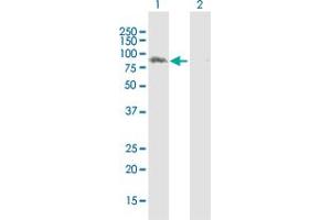 Western Blot analysis of LRSAM1 expression in transfected 293T cell line by LRSAM1 MaxPab polyclonal antibody. (LRSAM1 antibody  (AA 1-723))