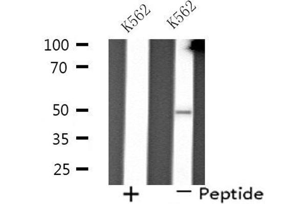 PPP4R2 antibody  (Internal Region)