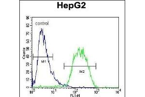 BUD13 Antibody (C-term) (ABIN654718 and ABIN2844407) flow cytometric analysis of HepG2 cells (right histogram) compared to a negative control cell (left histogram). (BUD13 antibody  (C-Term))