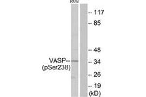 Western blot analysis of extracts from RAW264. (VASP antibody  (pSer239))