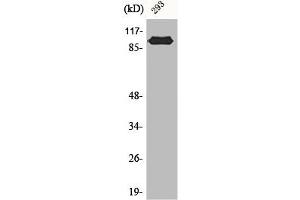 Western Blot analysis of 293 cells using CAS Polyclonal Antibody (Exportin 2 antibody  (N-Term))