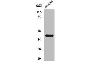 Western Blot analysis of COLO205 cells using Rhodopsin Polyclonal Antibody (Rho-related GTP-binding protein antibody)