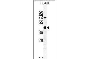 Western blot analysis of FKBPL Antibody (C-term) (ABIN1881347 and ABIN2840192) in HL-60 cell line lysates (35 μg/lane). (FKBPL antibody  (C-Term))