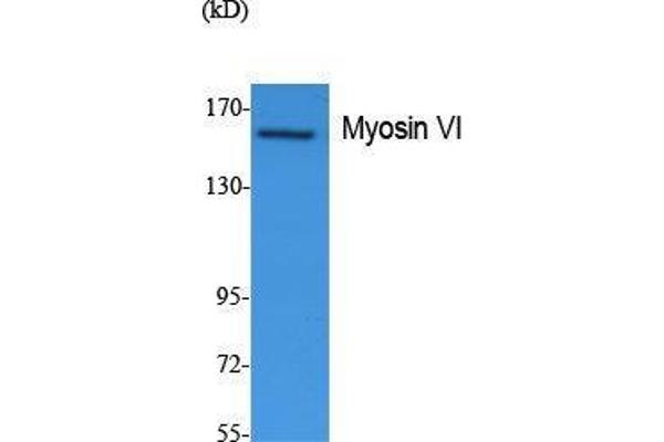 Myosin VI antibody  (N-Term)