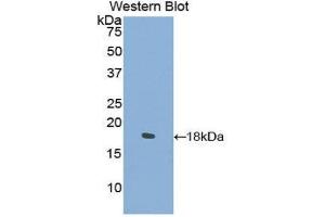 Western Blotting (WB) image for anti-Collagen, Type II, alpha 1 (COL2A1) (AA 677-817) antibody (ABIN1858452) (COL2A1 antibody  (AA 677-817))