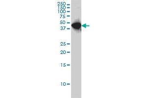 WDR4 monoclonal antibody (M01), clone 1F9 Western Blot analysis of WDR4 expression in Hela S3 NE . (WDR4 antibody  (AA 1-266))