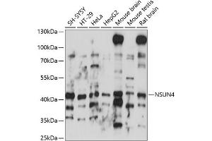 Western blot analysis of extracts of various cell lines, using NSUN4 antibody (ABIN7268944) at 1:1000 dilution.