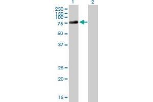 Western Blot analysis of DDX4 expression in transfected 293T cell line by DDX4 MaxPab polyclonal antibody. (DDX4 antibody  (AA 1-690))