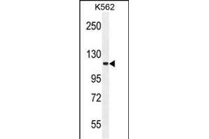 FUSSEL18 Antibody (C-term) (ABIN655936 and ABIN2845328) western blot analysis in K562 cell line lysates (35 μg/lane). (SKOR2 antibody  (C-Term))