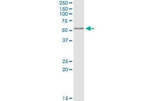 PEX14 MaxPab polyclonal antibody. (PEX14 antibody  (AA 1-377))