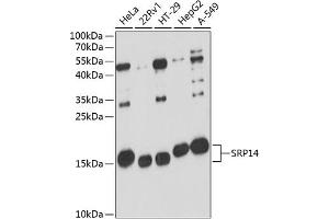 Western blot analysis of extracts of various cell lines, using SRP14 antibody (ABIN6130705, ABIN6148448, ABIN6148449 and ABIN6216739) at 1:3000 dilution. (SRP14 antibody  (AA 1-136))