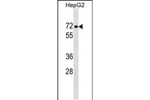 Western blot analysis in HepG2 cell line lysates (35ug/lane). (PPP1R16B antibody  (AA 372-399))