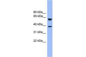 Image no. 1 for anti-F-Box and Leucine-Rich Repeat Protein 12 (FBXL12) (C-Term) antibody (ABIN6745306) (FBXL12 antibody  (C-Term))