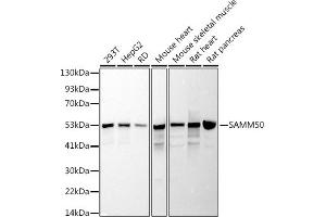 SAMM50 Antikörper