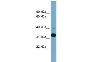 WB Suggested Anti-METAP1 Antibody Titration: 0. (METAP1 antibody  (N-Term))