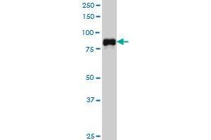 SP1 monoclonal antibody (M03), clone 4C8 Western Blot analysis of SP1 expression in Hela S3 NE . (SP1 antibody  (AA 89-198))