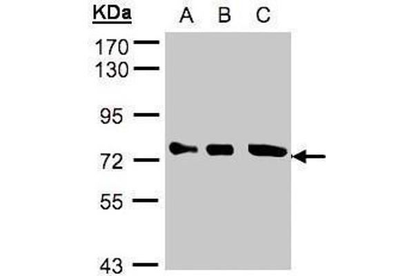 OPTN antibody