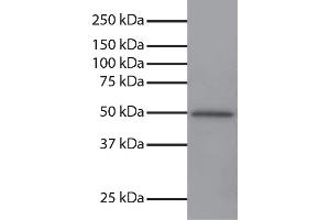 Total cell lysates from Jurkat cells were resolved by electrophoresis, transferred to PVDF membrane, and probed with Mouse Anti-GSK-3α-UNLB secondary antibody and chemiluminescent detection. (GSK3 alpha antibody  (N-Term))