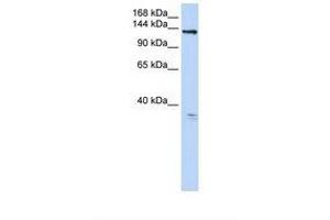 ANO3 antibody  (AA 828-877)