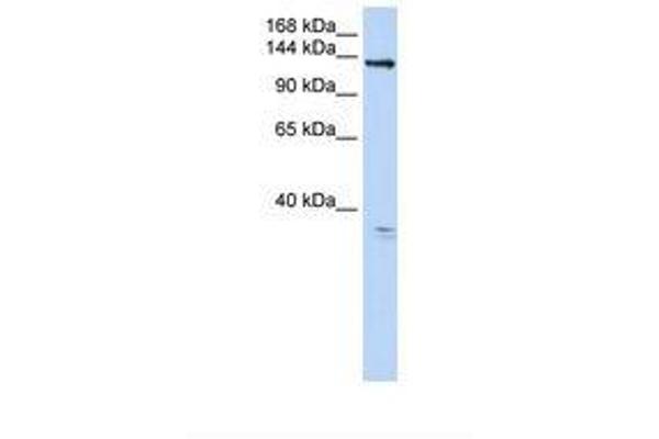 ANO3 anticorps  (AA 828-877)