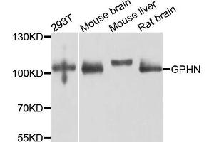 Western blot analysis of extracts of various cells, using GPHN antibody. (Gephyrin antibody)