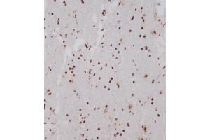 Immunohistochemical analysis of (ABIN1539554 and ABIN2849696) on paraffin-embedded human brain tissue was performed on the Leica®BOND RXm. (OTUD7A antibody  (N-Term))