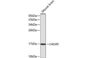 Western blot analysis of extracts of Mouse brain using CALM3 Polyclonal Antibody. (Calmodulin 3 antibody)