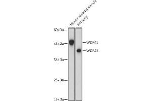 Western blot analysis of extracts of various cell lines, using WDR45 antibody (ABIN6133064, ABIN6150194, ABIN6150195 and ABIN6223490) at 1:1000 dilution. (WDR45 antibody  (AA 1-360))