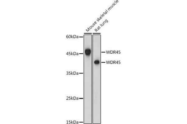 WDR45 antibody  (AA 1-360)