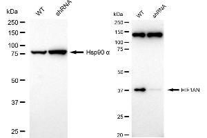 Western blotting analysis using HIF1AN antibody (ABIN7799018). (Recombinant HIF1AN antibody)