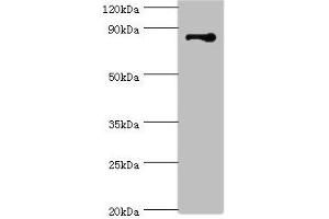 Western blot All lanes: STRN antibody at 3 μg/mL + NIH/3T3 whole cell lysate Secondary Goat polyclonal to rabbit IgG at 1/10000 dilution Predicted band size: 87, 81 kDa Observed band size: 87 kDa (Striatin antibody  (AA 581-780))