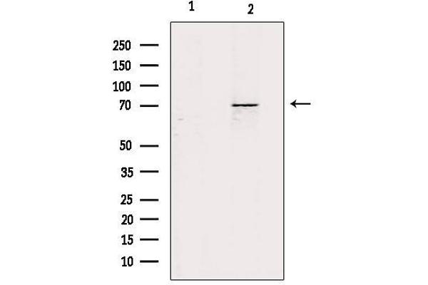 ZP1 antibody  (Internal Region)