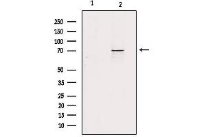 Western blot analysis of extracts from mouse kidney, using ZP1 Antibody.