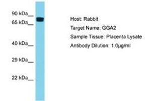 Image no. 1 for anti-Golgi-Associated, gamma Adaptin Ear Containing, ARF Binding Protein 2 (GGA2) (AA 154-203) antibody (ABIN6750505) (GGA2 antibody  (AA 154-203))