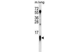 COX7A1 Antibody (Center) western blot analysis in mouse lung tissue lysates (35µg/lane). (Complex IV Subunit VIIa (AA 9-38), (Middle Region) antibody)