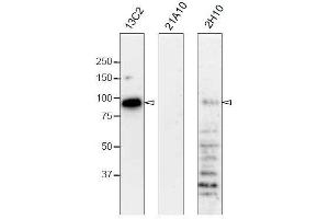 Western Blotting (WB) image for anti-Nucleoporin 98kDa (NUP98) (GLFG Motif), (N-Term) antibody (ABIN2452064) (NUP98 antibody  (GLFG Motif, N-Term))