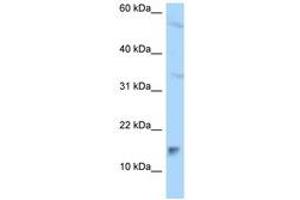 Image no. 1 for anti-Mago-Nashi Homolog B (MAGOHB) (AA 78-127) antibody (ABIN6747360) (Mago Nashi Homolog 2 antibody  (AA 78-127))