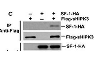 Detection of interaction between HIPK3 and SF-1 by coimmunoprecipitation. (HIPK3 antibody  (C-Term))