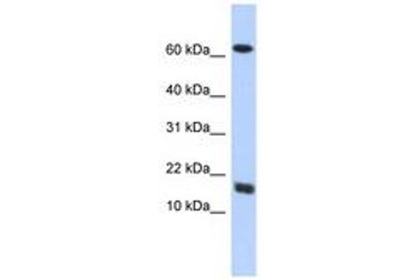 C4orf46 抗体  (AA 35-84)