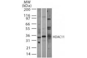 HDAC11 pAb tested by Western blot. (HDAC11 antibody  (AA 238-251))