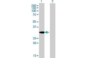 Western Blot analysis of SDCBP expression in transfected 293T cell line by SDCBP MaxPab polyclonal antibody.