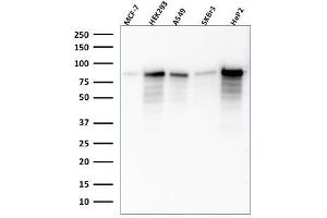 Western Blot Analysis of MCF-7, HEK-293, A549, SKBr3, HeP2 lysate using MCM7 Mouse Monoclonal Antibody (SPM379). (MCM7 antibody)