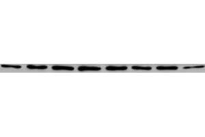 Western blot for anti-PABP on HeLa cell extracts (left lane) (PABP antibody)