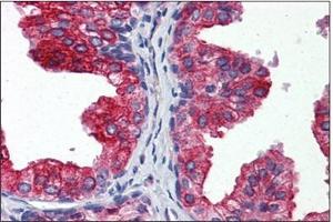 Immunohistochemistry (IHC) image for anti-Cytochrome b5 (CYTB5) (AA 1-135) antibody (ABIN951799) (Cytochrome b5 (CYTB5) (AA 1-135) antibody)