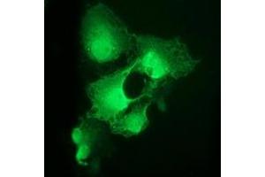 Anti-CDK2 mouse monoclonal antibody (ABIN2454601) immunofluorescent staining of COS7 cells transiently transfected by pCMV6-ENTRY CDK2 (RC200494). (CDK2 antibody)