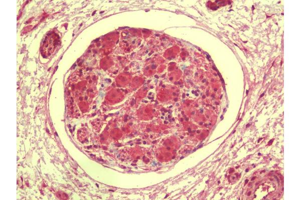 DRGX antibody  (C-Term)