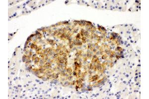 Anti-Annexin IV antibody,  IHC(P) IHC(P): Rat Pancreas Tissue (Annexin IV antibody  (N-Term))